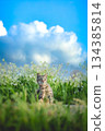 Brown tabby cat in front of a blue sky and a white flower field 134385814