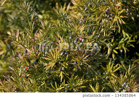 A dogwood tree with lots of fruit 134385864