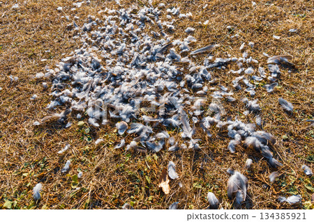 Traces of a wild bird being attacked by an enemy Traces of a wild bird being attacked by an enemy 134385921