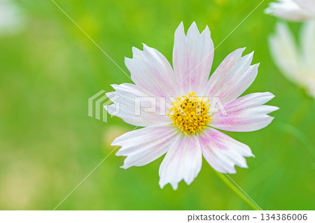 Flowers around the house, various in all seasons. Beautiful colorful cosmos flowers bloom in the park's flower garden, swaying in the autumn breeze. 134386006