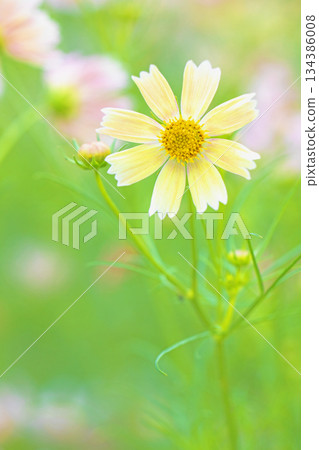 Flowers around the house, various in all four seasons. Beautiful pink and yellow cosmos add color to the flower beds in the botanical garden. 134386008