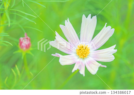 屋子周圍鮮花盛開,四季各異。公園花園裡,美麗的彩色波斯菊在秋風中搖曳。 屋子周圍鮮花盛開,四季各異。公園花園裡,美麗的彩色波斯菊在秋風中搖曳。 134386017