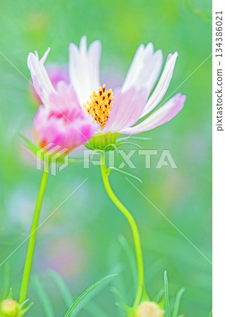 Flowers around the house, various in all seasons. Beautiful colorful cosmos flowers bloom in the park's flower garden, swaying in the autumn breeze. Flowers around the house, various in all seasons. Beautiful colorful cosmos flowers bloom in the park's flower garden, swaying in the autumn breeze. 134386021