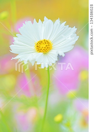 Flowers around the house, various in all seasons. Beautiful colorful cosmos flowers bloom in the park's flower garden, swaying in the autumn breeze. Flowers around the house, various in all seasons. Beautiful colorful cosmos flowers bloom in the park's flower garden, swaying in the autumn breeze. 134386028