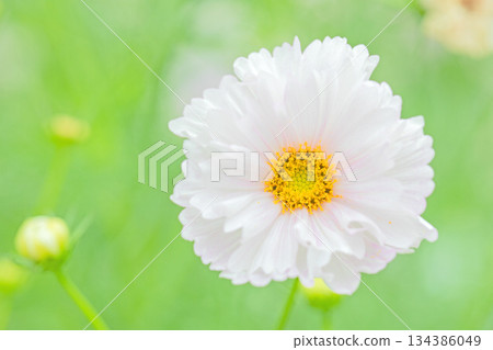 Flowers around the house, various in all seasons. Beautiful colorful cosmos flowers bloom in the park's flower garden, swaying in the autumn breeze. 134386049