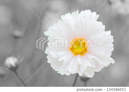 Flowers around the house, various in all seasons. Beautiful colorful cosmos flowers bloom in the park's flower garden, swaying in the autumn breeze. Flowers around the house, various in all seasons. Beautiful colorful cosmos flowers bloom in the park's flower garden, swaying in the autumn breeze. 134386051