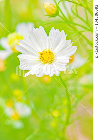 Flowers around the house, various in all seasons. Beautiful colorful cosmos flowers bloom in the park's flower garden, swaying in the autumn breeze. Flowers around the house, various in all seasons. Beautiful colorful cosmos flowers bloom in the park's flower garden, swaying in the autumn breeze. 134386092