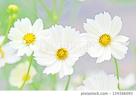Flowers around the house, various in all seasons. Beautiful colorful cosmos flowers bloom in the park's flower garden, swaying in the autumn breeze. Flowers around the house, various in all seasons. Beautiful colorful cosmos flowers bloom in the park's flower garden, swaying in the autumn breeze. 134386093
