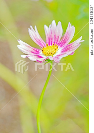 屋子周圍鮮花盛開,四季各異。公園花園裡,美麗的彩色波斯菊在秋風中搖曳。 屋子周圍鮮花盛開,四季各異。公園花園裡,美麗的彩色波斯菊在秋風中搖曳。 134386124