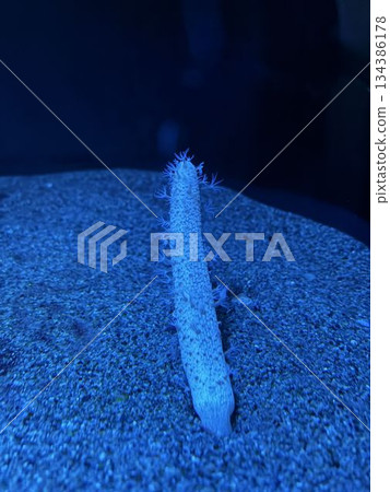 Sea Urchin Sea Urchin 134386178