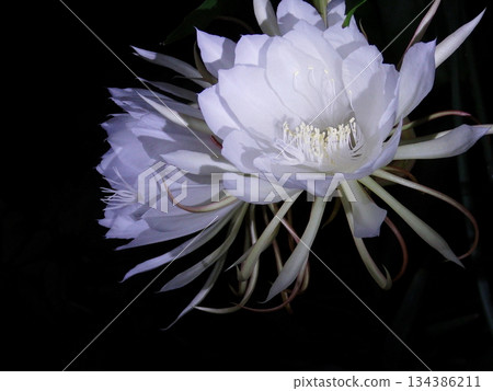 兩朵盛開的仙人掌花 134386211