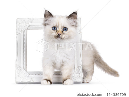 Sacred Birman cat on white background Sacred Birman cat on white background 134386709