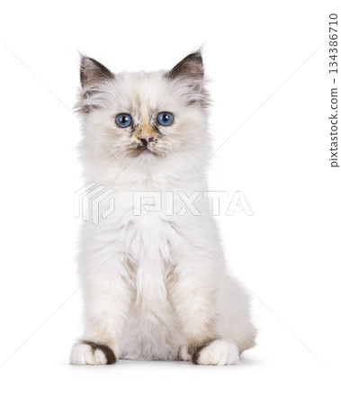 Sacred Birman cat on white background Sacred Birman cat on white background 134386710
