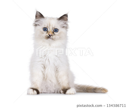 Sacred Birman cat on white background 134386711
