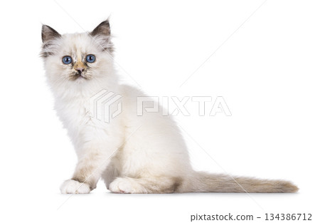 Sacred Birman cat on white background Sacred Birman cat on white background 134386712