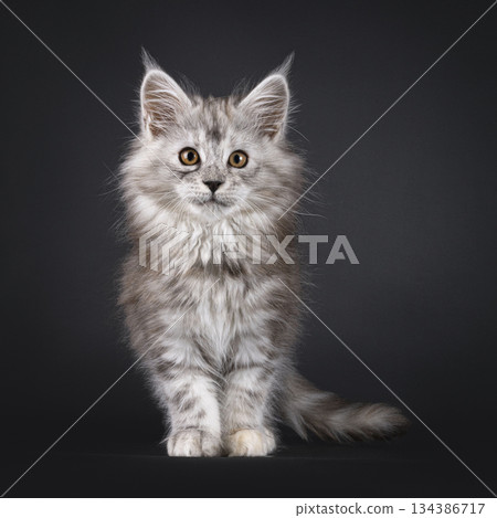 Impresive MCO cat kitten on black background Impresive MCO cat kitten on black background 134386717