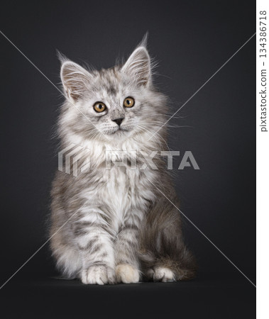 Impresive MCO cat kitten on black background 134386718