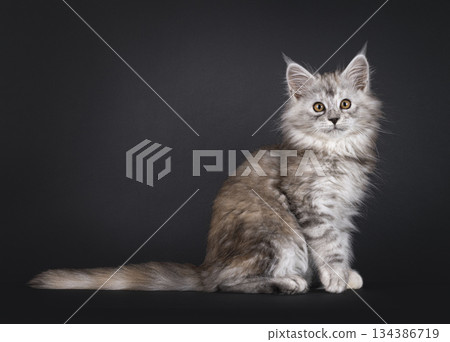 Impresive MCO cat kitten on black background Impresive MCO cat kitten on black background 134386719