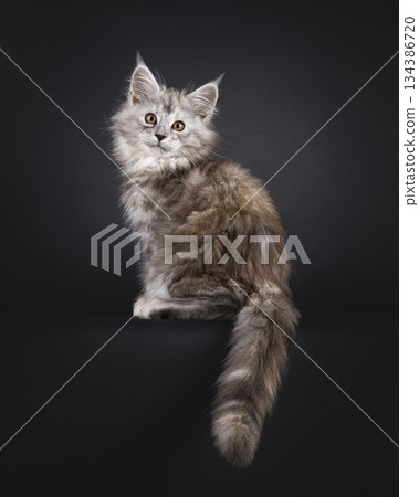 Impresive MCO cat kitten on black background Impresive MCO cat kitten on black background 134386720