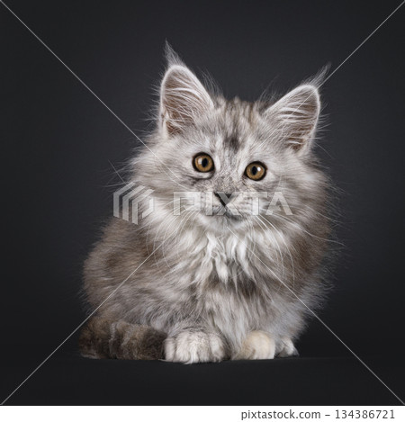 Impresive MCO cat kitten on black background 134386721