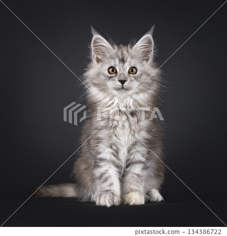 Impresive MCO cat kitten on black background Impresive MCO cat kitten on black background 134386722