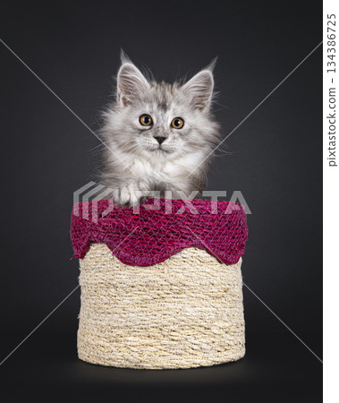 Impresive MCO cat kitten on black background 134386725