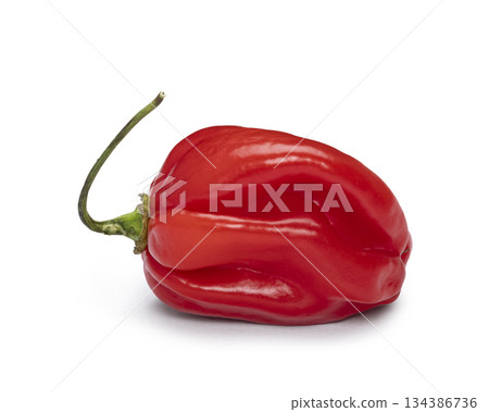 Red habanero pepper showing spicy heat concept Red habanero pepper showing spicy heat concept 134386736