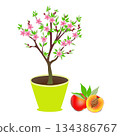 Peach tree in a pot with flowers and fruits on a white background. 134386767
