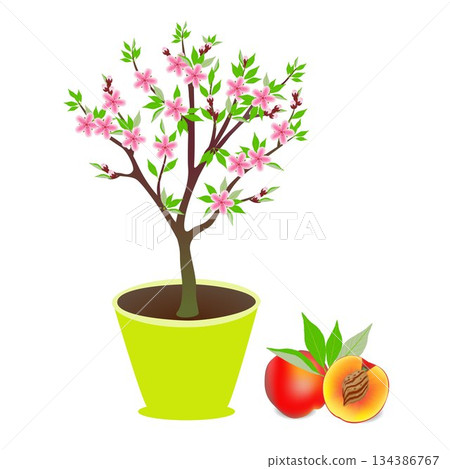 Peach tree in a pot with flowers and fruits on a white background. Peach tree in a pot with flowers and fruits on a white background. 134386767