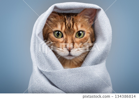 A Bengal cat in a light-colored scarf A Bengal cat in a light-colored scarf 134386814