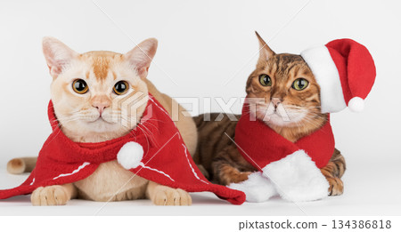 New Years cats dressed as Santa 134386818