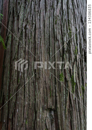 Sequoia bark background. Sequoia bark close-up Cora background 134386835