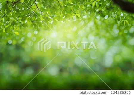 Green texture background, Photos blurred and bokeh under the tree, Fresh nature healthy or bio concept. Green texture background, Photos blurred and bokeh under the tree, Fresh nature healthy or bio concept. 134386895