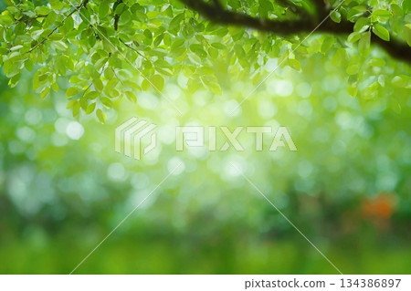 Green texture background, Photos blurred and bokeh under the tree, Fresh nature healthy or bio concept. Green texture background, Photos blurred and bokeh under the tree, Fresh nature healthy or bio concept. 134386897
