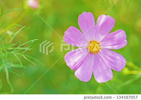 Flowers around the house, various in all seasons. Beautiful colorful cosmos flowers bloom in the park's flower garden, swaying in the autumn breeze. Flowers around the house, various in all seasons. Beautiful colorful cosmos flowers bloom in the park's flower garden, swaying in the autumn breeze. 134387057