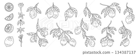Lemons line doodle set branches leaves linear collection juicy citrus abstract hand drawn vector 134387137