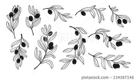 Olive branches leaves black olives set hand drawn botanical elegant linear minimal vector design 134387148