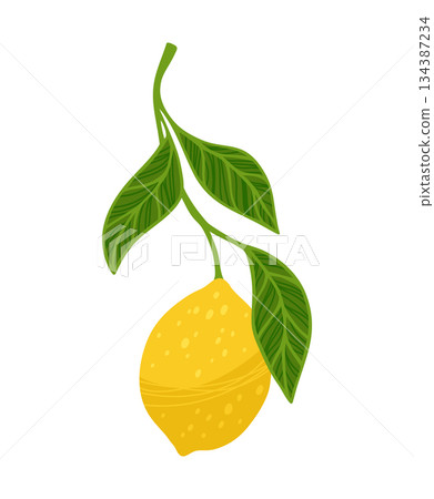 Lemon tree branch textured vector illustration citrus twig leafage leaves flowers hand drawn design Lemon tree branch textured vector illustration citrus twig leafage leaves flowers hand drawn design 134387234