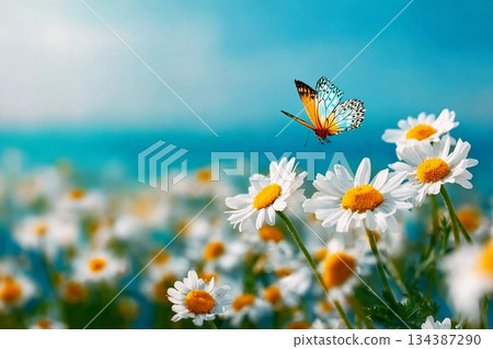 Chamomiles daisies macro in summer spring field on background blue sky with sunshine and a flying butterfly, close-up macro. Summer natural landscape with copy space. 134387290