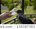 gray crow quenches thirst from a plastic disposable cup 134387363