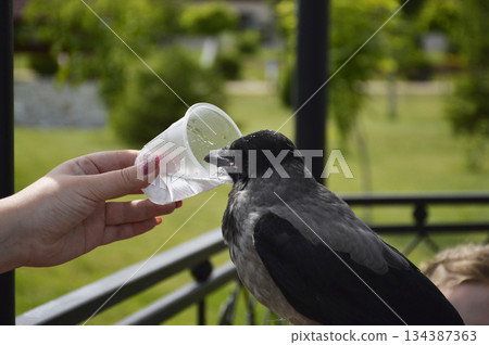 gray crow quenches thirst from a plastic disposable cup 134387363