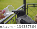 gray crow quenches thirst from a plastic disposable cup 134387364