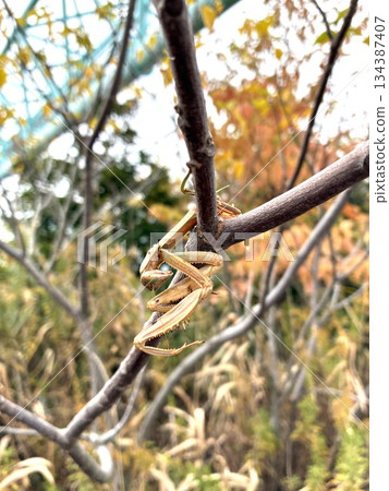 A shrike's "fast food" 134387407