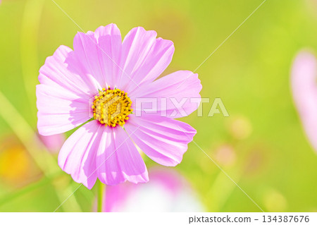 Flowers around the house, various in all seasons. Beautiful colorful cosmos flowers bloom in the park's flower garden, swaying in the autumn breeze. Flowers around the house, various in all seasons. Beautiful colorful cosmos flowers bloom in the park's flower garden, swaying in the autumn breeze. 134387676