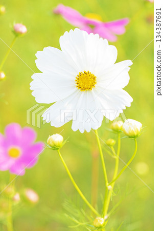 Flowers around the house, various in all seasons. Beautiful colorful cosmos flowers bloom in the park's flower garden, swaying in the autumn breeze. Flowers around the house, various in all seasons. Beautiful colorful cosmos flowers bloom in the park's flower garden, swaying in the autumn breeze. 134387691