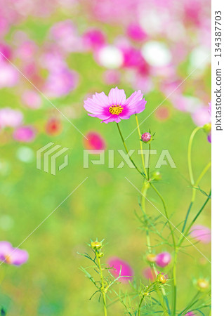 Flowers around the house, various in all seasons. Beautiful colorful cosmos flowers bloom in the park's flower garden, swaying in the autumn breeze. 134387703