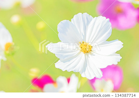 Flowers around the house, various in all seasons. Beautiful colorful cosmos flowers bloom in the park's flower garden, swaying in the autumn breeze. Flowers around the house, various in all seasons. Beautiful colorful cosmos flowers bloom in the park's flower garden, swaying in the autumn breeze. 134387714