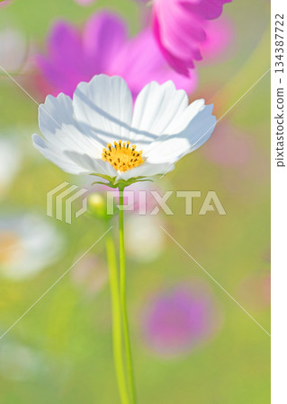 Flowers around the house, various in all seasons. Beautiful colorful cosmos flowers bloom in the park's flower garden, swaying in the autumn breeze. Flowers around the house, various in all seasons. Beautiful colorful cosmos flowers bloom in the park's flower garden, swaying in the autumn breeze. 134387722