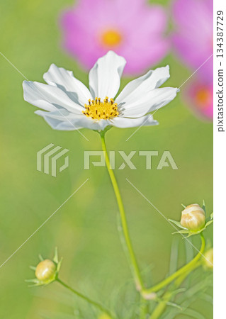 屋子周圍鮮花盛開，四季各異。公園花園裡，美麗的彩色波斯菊在秋風中搖曳。 134387729
