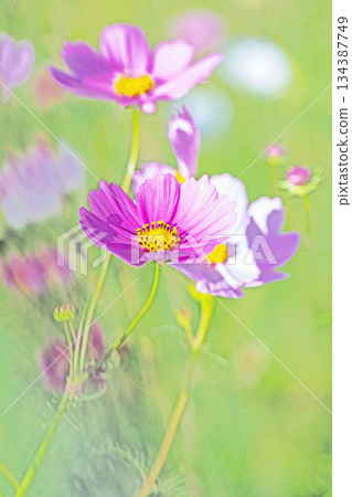 屋子周圍鮮花盛開,四季各異。公園花園裡,美麗的彩色波斯菊在秋風中搖曳。 屋子周圍鮮花盛開,四季各異。公園花園裡,美麗的彩色波斯菊在秋風中搖曳。 134387749